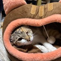 ハウスにいる猫