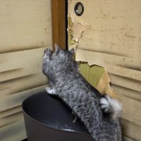ふすまに前足を掛ける猫