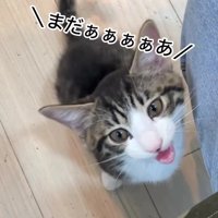 鳴いている猫