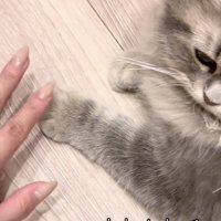 飼い主さんの手と並ぶ凪ちゃんのおてて