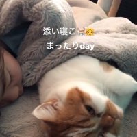 添い寝する猫
