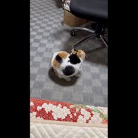 誤魔化しているミケ