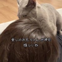 人にすり寄っている猫