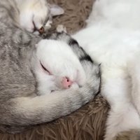 チロくんのアップ