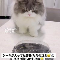 少し遠くに離れてケーキの容器を見つめる猫