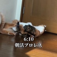 プロレスする猫