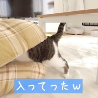 こたつ布団へ侵入するささみくん