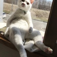 おっさん座りする猫