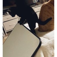 こたつに乗っている猫たち