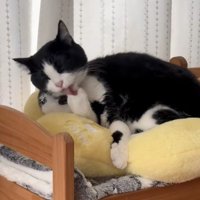 毛づくろいする猫2