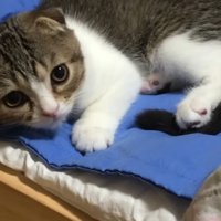猫用ベッドでくつろぐ子猫