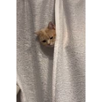 カーテンと猫