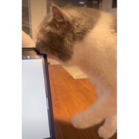 テーブルの上にいる猫