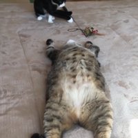 カーペットの上で前足を頭の方に伸ばし、仰向けで眠るキジトラ猫