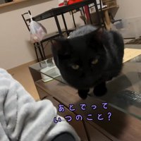 撫でられるのを待っている黒猫