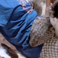 起き上がる飼い主のお腹の上に乗る猫