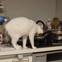 鍋に顔を入れている猫