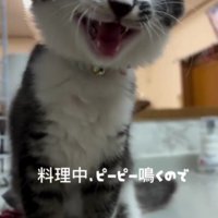 鳴いている子猫