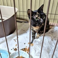 ケージ内で保護されているサビ猫