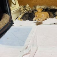 お母さん猫のおっぱいを飲む5匹の子猫とママに向かって歩く茶トラ子猫