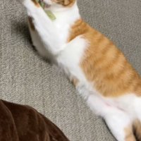 おもちゃを捕まえる猫