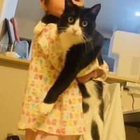 娘さんに抱っこされるハチワレ猫