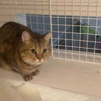 じっと座っている猫