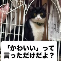 可愛い