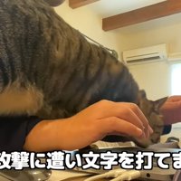 パソコンをしたい飼い主と邪魔をする猫