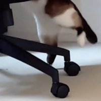 椅子の足を跨ぐ猫の足元