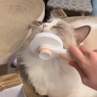 目を閉じて気持ち良さそうな猫