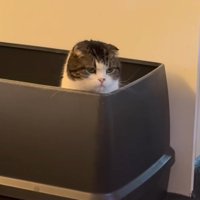 トイレの中から家族の方を見つめるスコティッシュフォールド