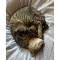 眠る猫