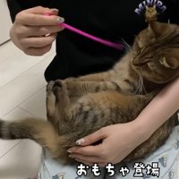 赤ちゃん抱っこをされおもちゃを顔の前に出される猫（おもちゃ登場）