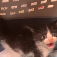 威嚇する白黒子猫