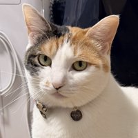 キリっとした表情をする三毛猫の顔のアップ