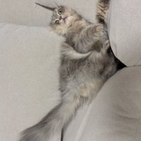 ソファのすき間に仰向けではさまった猫2