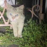 庭の入口に立つ白猫のシロちゃん