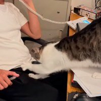 代表の膝の上に乗ろうとする猫