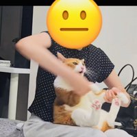 お姉ちゃんに抱っこされて暴れる茶白猫