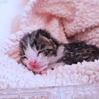 毛布の中にいる子猫