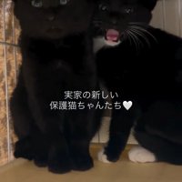投稿者に返事をする白黒の子猫