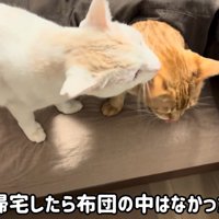 毛づくろい