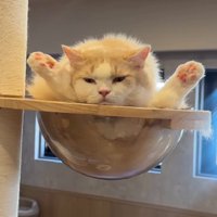 足を上げる猫