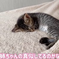 丸くなって寝ている子猫