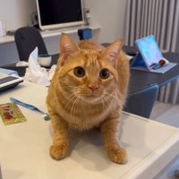 猫の警戒した様子を見て困惑する飼い主