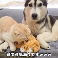 子猫の人形をなめる猫さん