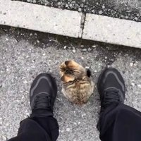 投稿主さんの足元にいる子猫