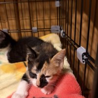 来たばかりの子猫2