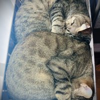 丸まる2匹の猫